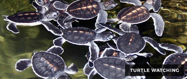 Turtle Watching
